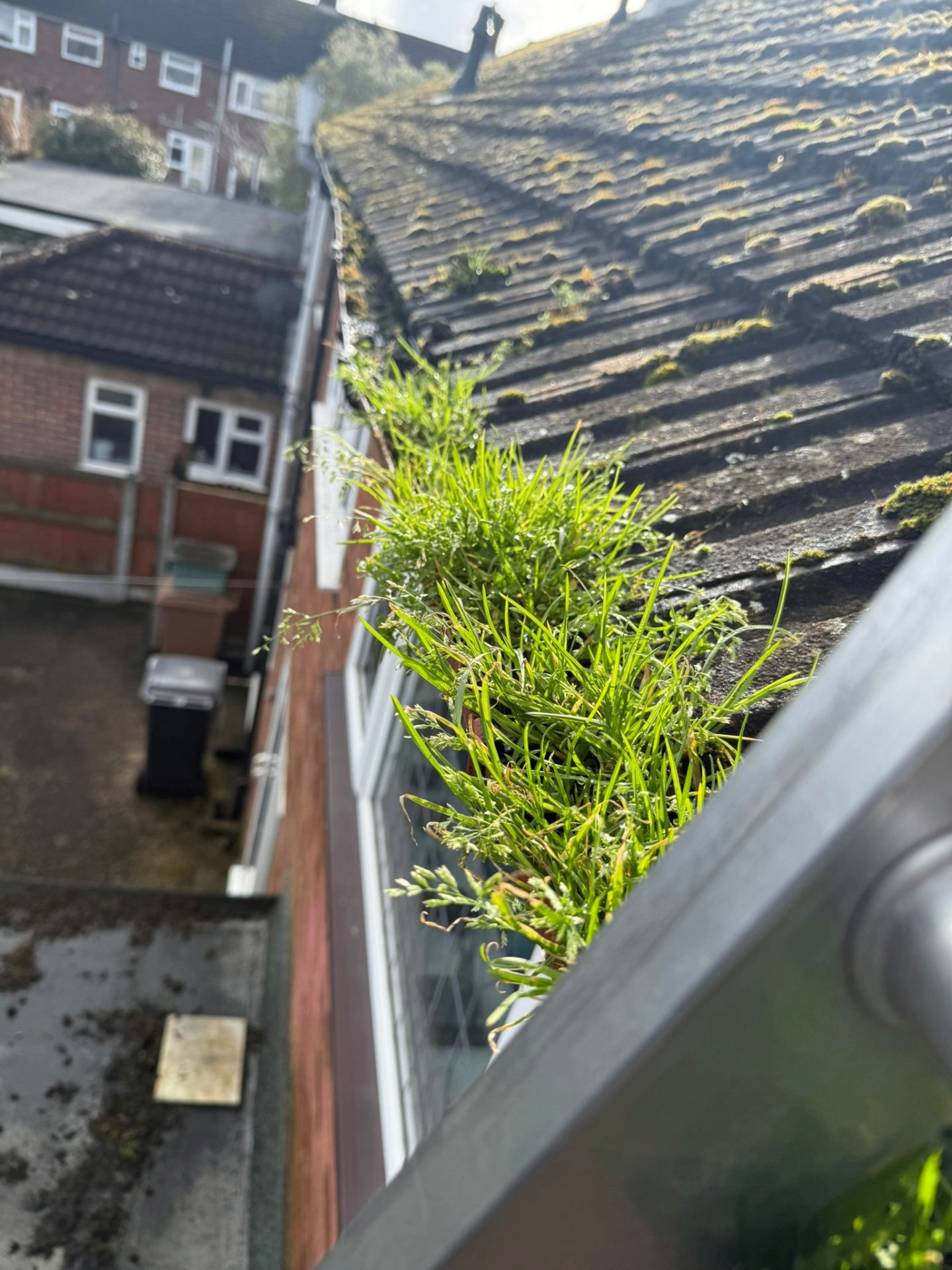 Close-up of roofline with thick grass and moss growth before cleaning